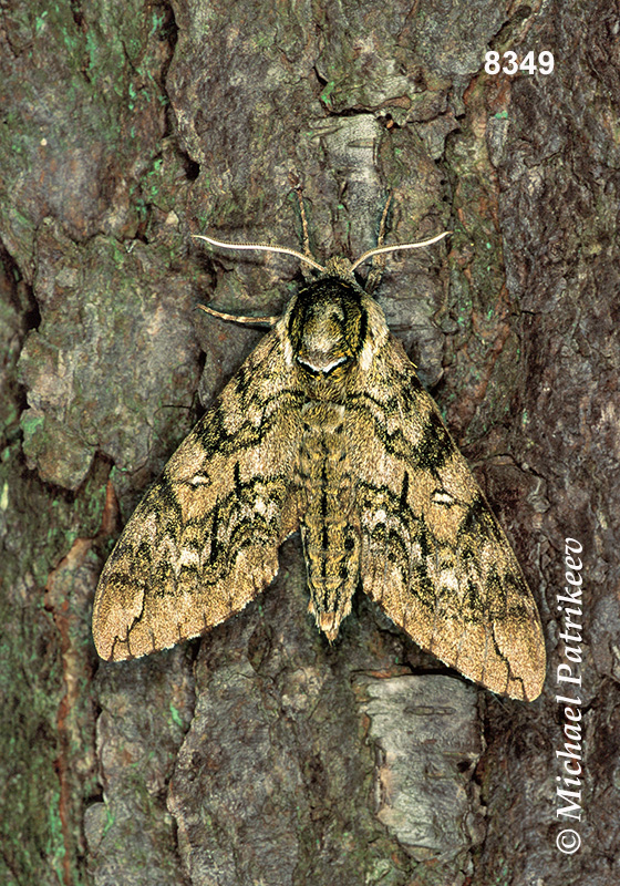 Waved Sphinx (Ceratomia undulosa)